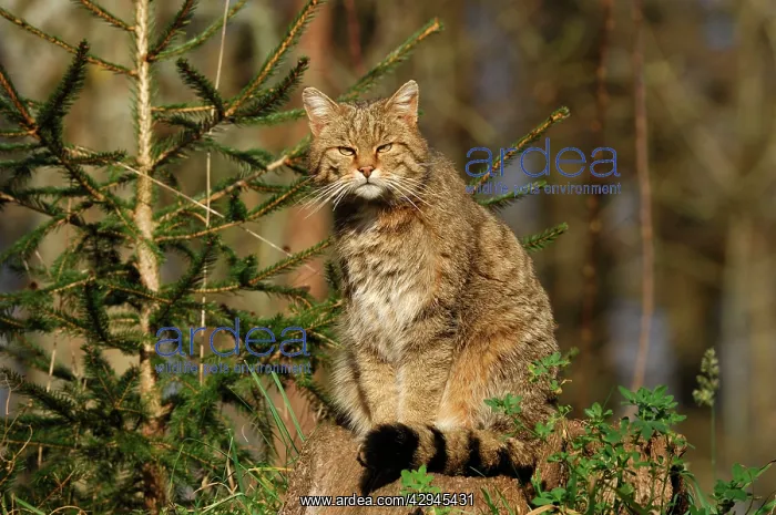  : Wild Cat (Felix silvestris)