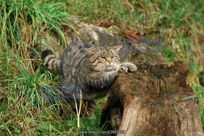 : Wild Cat (Felix silvestris) : Wild Cat (Felix silvestris)