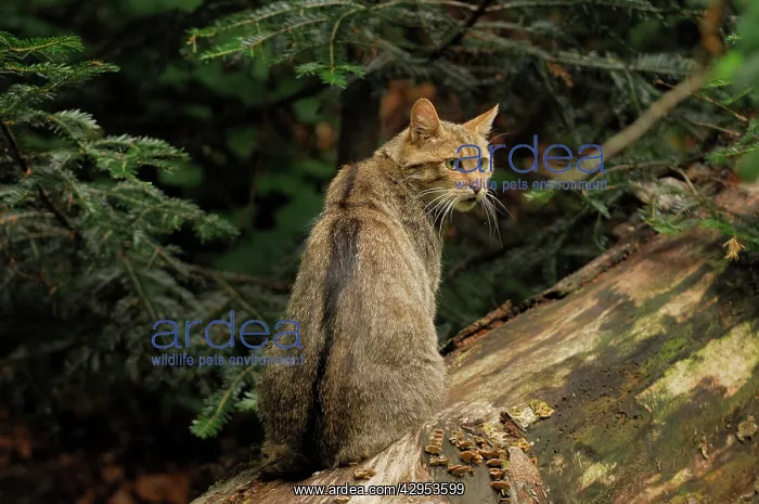 : Wild Cat (Felis silvestris). Germany. Latin also Felis sylvestris : Wild Cat (Felis silvestris). Germany. Latin also Felis sylvestris