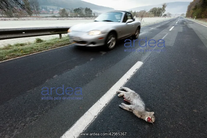 : Wild Cat (Felis silvestris). roadkill - lying dead on country road - Lower : Wild Cat (Felis silvestris). roadkill - lying dead on country road - Lower