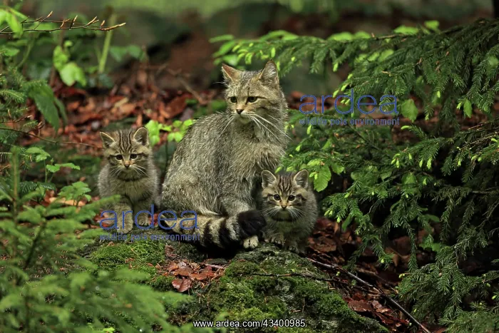 : Wild Cat adult with kittens controlled conditions : Wild Cat adult with kittens controlled conditions