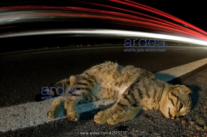 : Wild Cat - dead Wild Cat by roadside : Wild Cat - dead Wild Cat by roadside