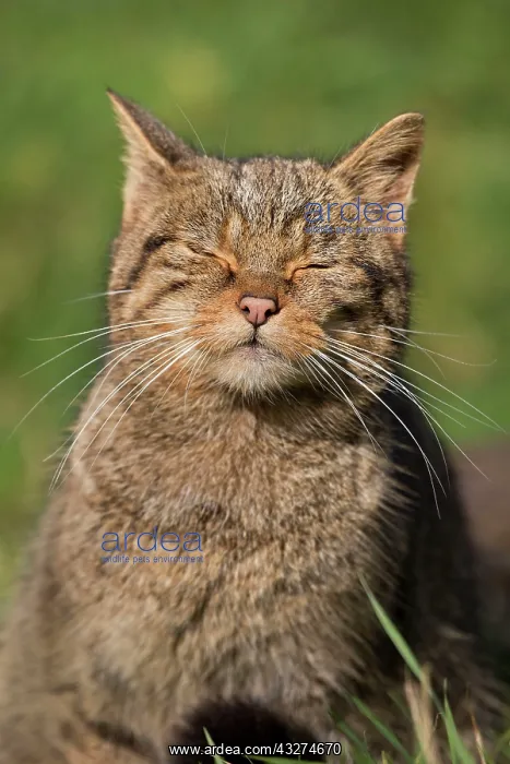 : Wild Cat - with eyes closed (controlled conditions) : Wild Cat - with eyes closed (controlled conditions)