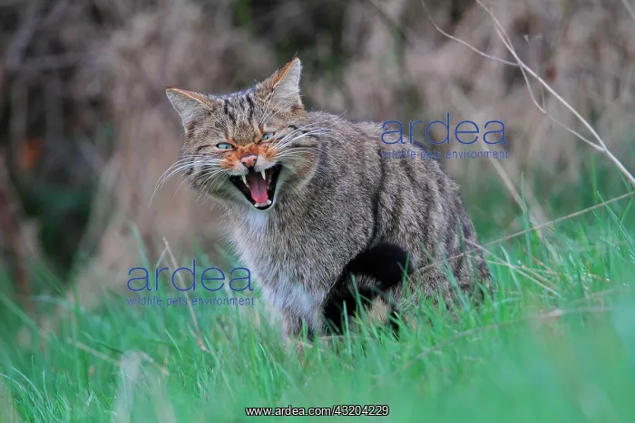 : Wild cat (Felis silsvestris) spitting in the grass : Wild cat (Felis silsvestris) spitting in the grass