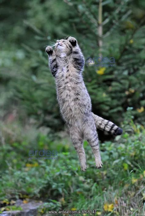: Wild Cat (Felis silvestris) jumping : Wild Cat (Felis silvestris) jumping