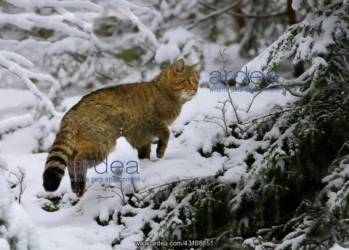: Wild cat (Felis silvestris) male in the snow, Bayerischer : Wild cat (Felis silvestris) male in the snow, Bayerischer