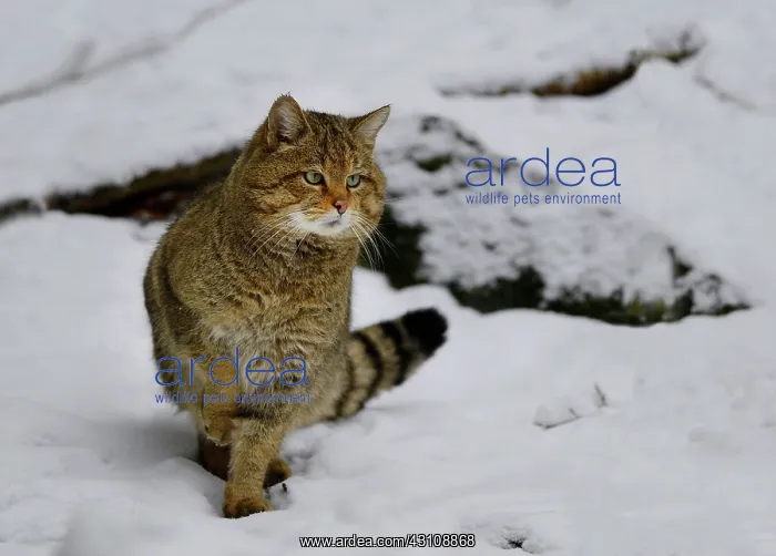  : Wild cat (Felis silvestris) male in the snow, Bayerischer