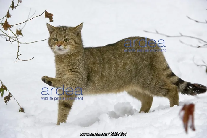 : Wild Cat (Felis silvestris) in the snow, Bavarian : Wild Cat (Felis silvestris) in the snow, Bavarian