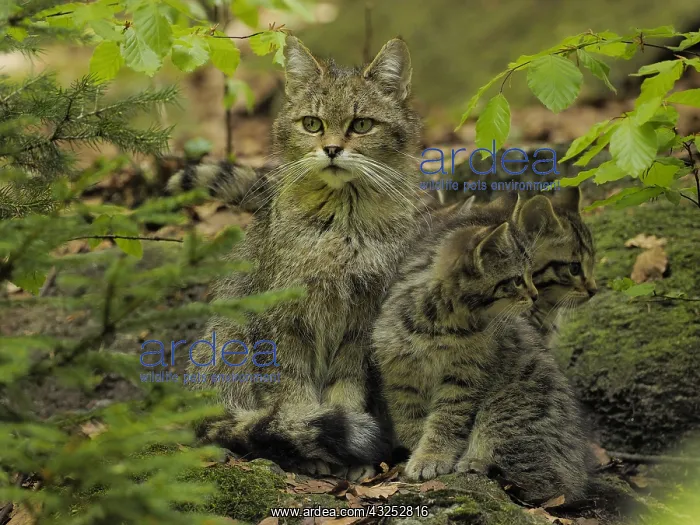 : Wild Cat-female with kitties, Germany, NP Bayerischer Wald : Wild Cat-female with kitties, Germany, NP Bayerischer Wald