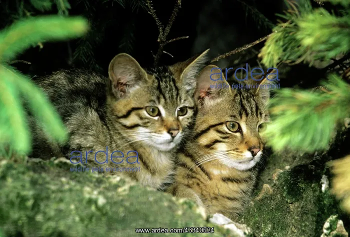  : WIld Cat - kittens