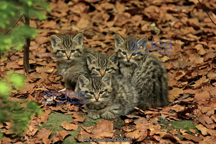 : Wild Cat kittens controlled conditions : Wild Cat kittens controlled conditions