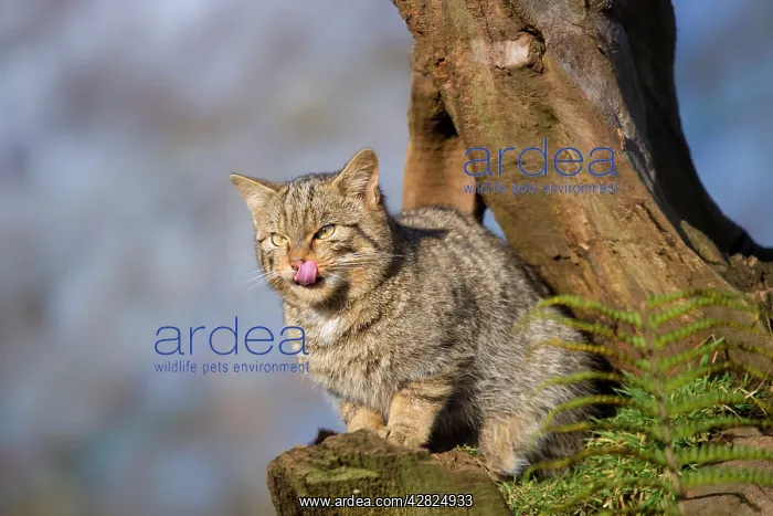 : Wild Cat - licking lips : Wild Cat - licking lips