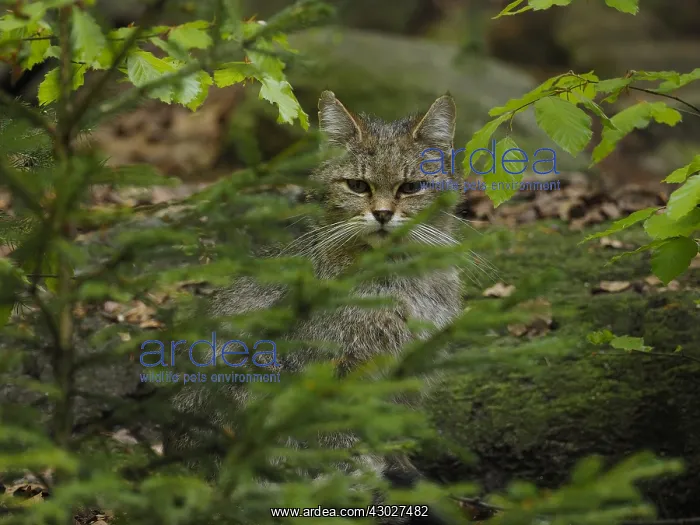  : Wild Cat-looking behind trees, Germany