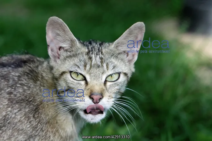 : Wild Cat - portrait : Wild Cat - portrait