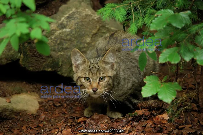 : Wild Cat - young one : Wild Cat - young one