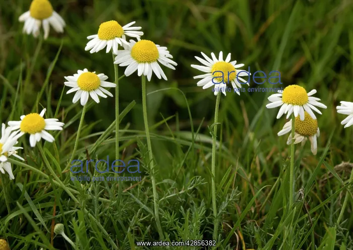 : Wild chamomile in flower, on old grazed common land : Wild chamomile in flower, on old grazed common land