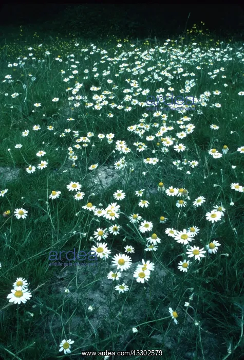 : Wild CHAMOMILE / Scented Mayweed : Wild CHAMOMILE / Scented Mayweed