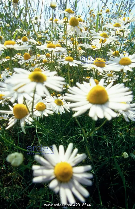 : Wild CHAMOMILE / Scented Mayweed - low angle shot : Wild CHAMOMILE / Scented Mayweed - low angle shot