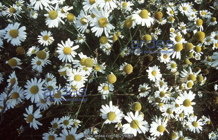 : Wild CHAMOMILE / Scented Mayweed - mass : Wild CHAMOMILE / Scented Mayweed - mass