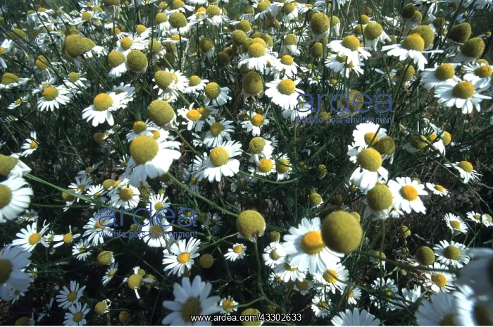 : Wild CHAMOMILE / Scented Mayweed - mass : Wild CHAMOMILE / Scented Mayweed - mass