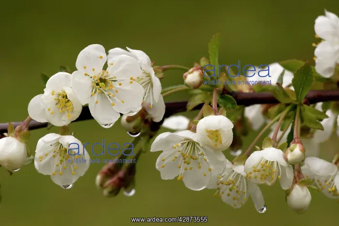 : Wild cherry in flower, after rain : Wild cherry in flower, after rain