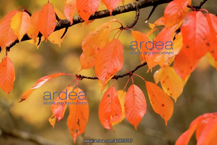 : Wild cherry, or gean; autumn colour : Wild cherry, or gean; autumn colour