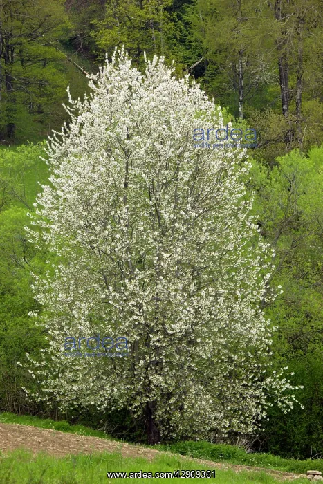 : Wild Cherry or Gean Tree - in a springtime wooded landscape : Wild Cherry or Gean Tree - in a springtime wooded landscape