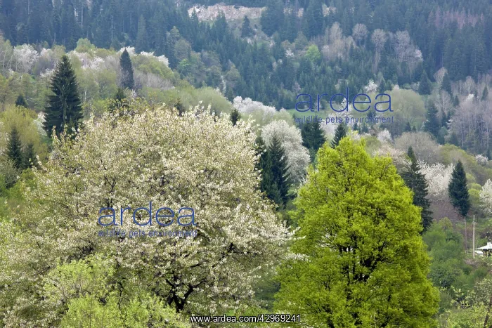 : Wild Cherry or Gean trees - in a springtime wooded : Wild Cherry or Gean trees - in a springtime wooded