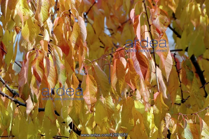 : Wild Cherry leaves in autumn : Wild Cherry leaves in autumn