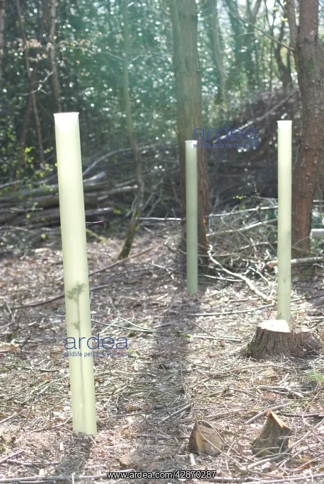  : Wild Cherry Tree Seedling - In tree shelter