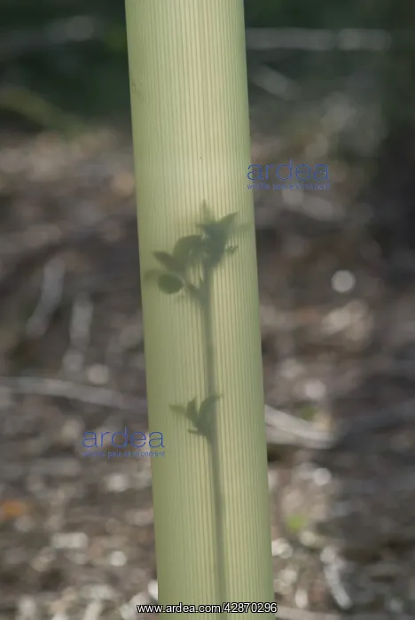  : Wild Cherry Tree Seedling - In tree shelter
