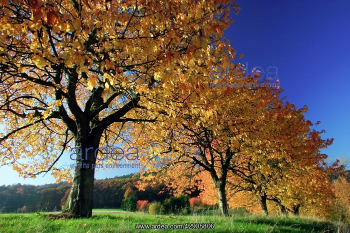 : Wild Cherry Trees - In autumn colour : Wild Cherry Trees - In autumn colour