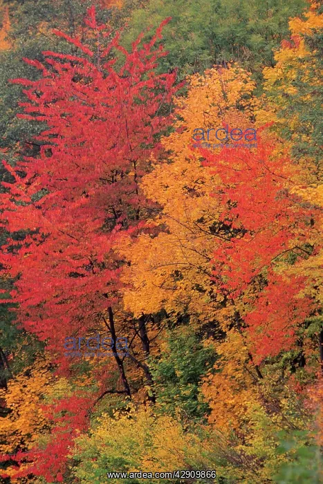 : Wild Cherry - trees in autumn colour : Wild Cherry - trees in autumn colour