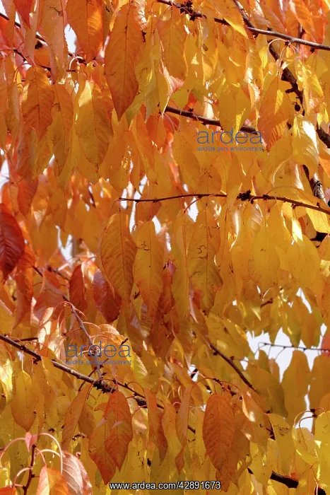 : Wild Cherrys leaves in autumn : Wild Cherrys leaves in autumn