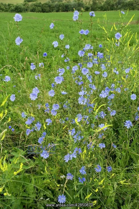 : Wild Chicory - in flower. Opens in morning only : Wild Chicory - in flower. Opens in morning only