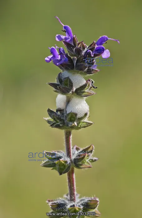 : Wild Clary / Sage with Cuckoo-spit / Froghopper nymphs : Wild Clary / Sage with Cuckoo-spit / Froghopper nymphs