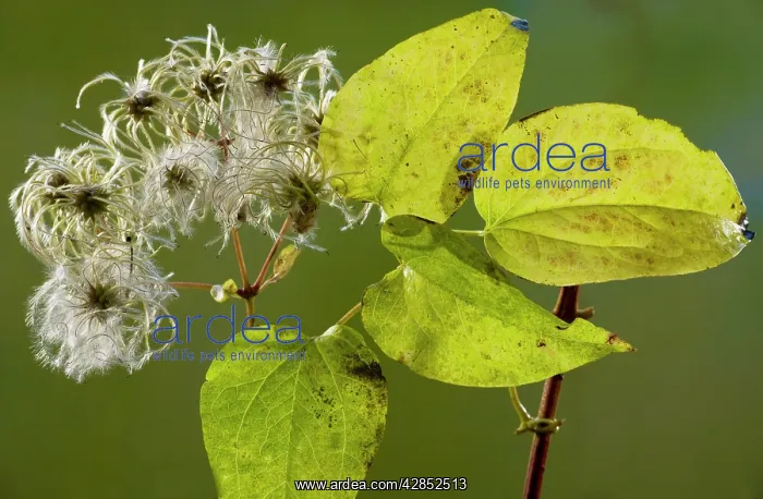 : Wild Clematis or Old Man's Beard : Wild Clematis or Old Man's Beard