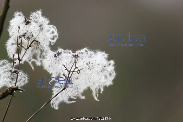 : Wild Clematis / Old Man's Beard - seed head : Wild Clematis / Old Man's Beard - seed head