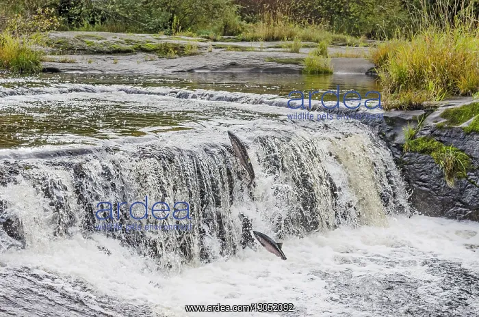 : Wild Coho or Silver Salmon (Oncorhynchus kisutch) : Wild Coho or Silver Salmon (Oncorhynchus kisutch)