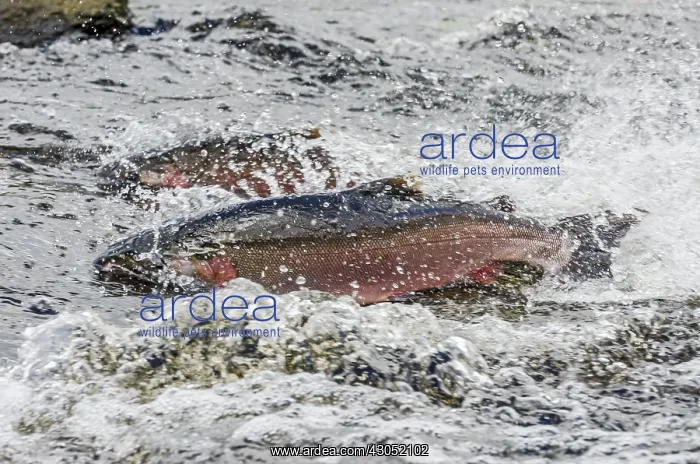 : Two wild Coho or Silver Salmon (Oncorhynchus kisutch) : Two wild Coho or Silver Salmon (Oncorhynchus kisutch)