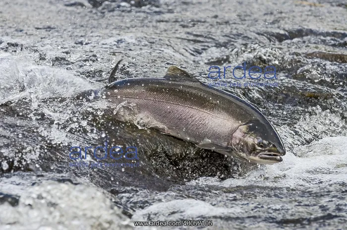 : Wild Coho or Silver Salmon (Oncorhynchus kisutch) : Wild Coho or Silver Salmon (Oncorhynchus kisutch)