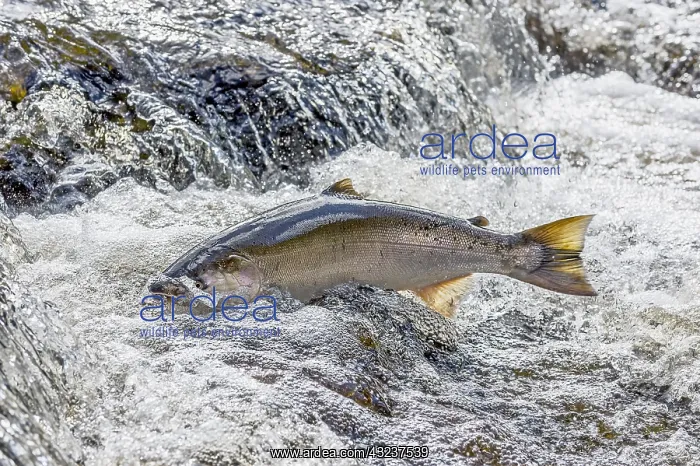 : Wild Coho or Silver Salmon (Oncorhynchus kisutch) : Wild Coho or Silver Salmon (Oncorhynchus kisutch)