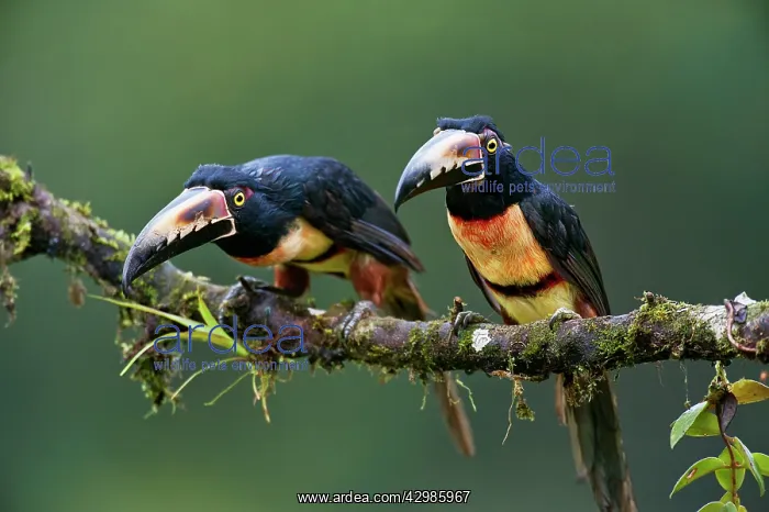 : Wild Collared Aracari : Wild Collared Aracari