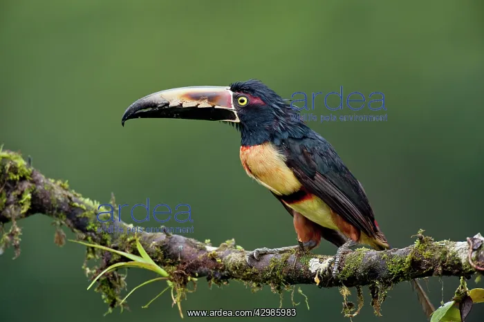 : Wild Collared Aracari : Wild Collared Aracari