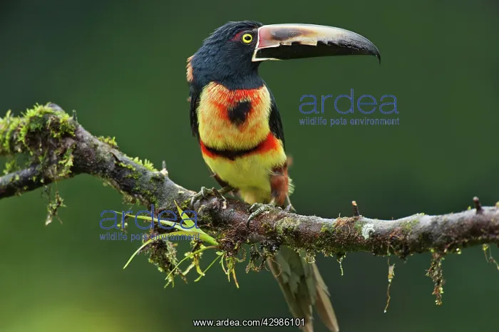 : Wild Collared Aracari : Wild Collared Aracari
