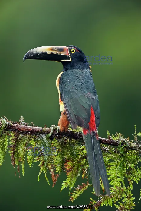 : Wild Collared Aracari : Wild Collared Aracari