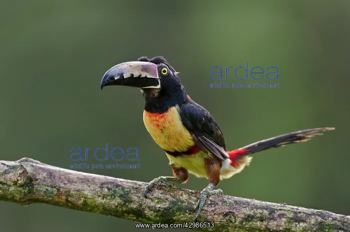 : Wild Collared Aracari : Wild Collared Aracari