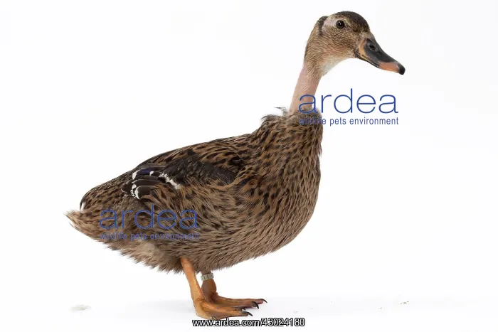  : Wild coloured Naked Neck Duck