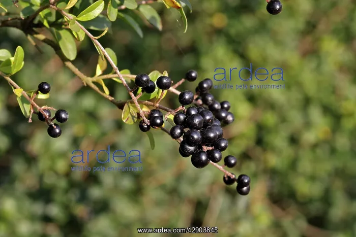 : Wild / Common / European Privet - fruit : Wild / Common / European Privet - fruit