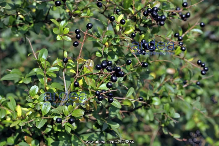 : Wild / Common / European Privet - fruit : Wild / Common / European Privet - fruit